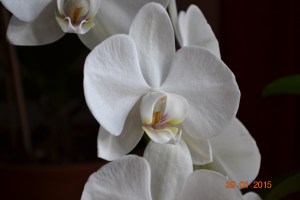 beautiful orchid
