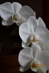 orchid 2