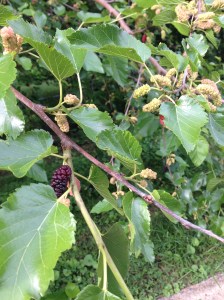 Mulberries